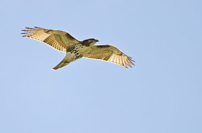 Medicine Wheel Astrological Signs - Red Tailed Hawk