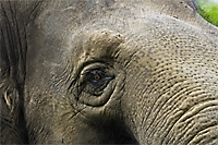 elephant-head Pluto, the elephant in the middle of the room
