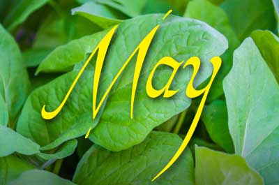 Daily Astrology Forecast May 2014 Free - Time of Taurus