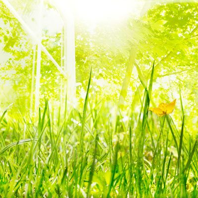 Lynn Woodland, April Miracles