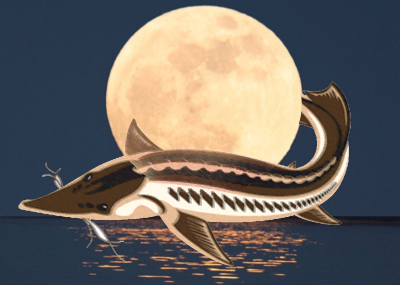 Medicine Wheel Astrology - Sign of the Sturgeon